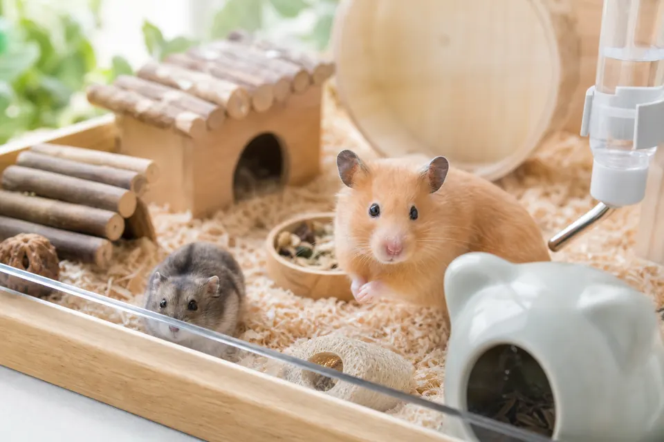 清潔な飼育環境で過ごすゴールデンハムスターとドワーフハムスター