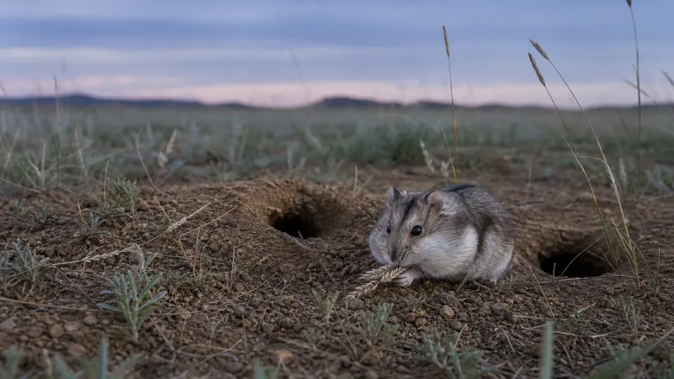 中央アジアの草原で夕暮れに草の種を集める野生のジャンガリアンハムスター